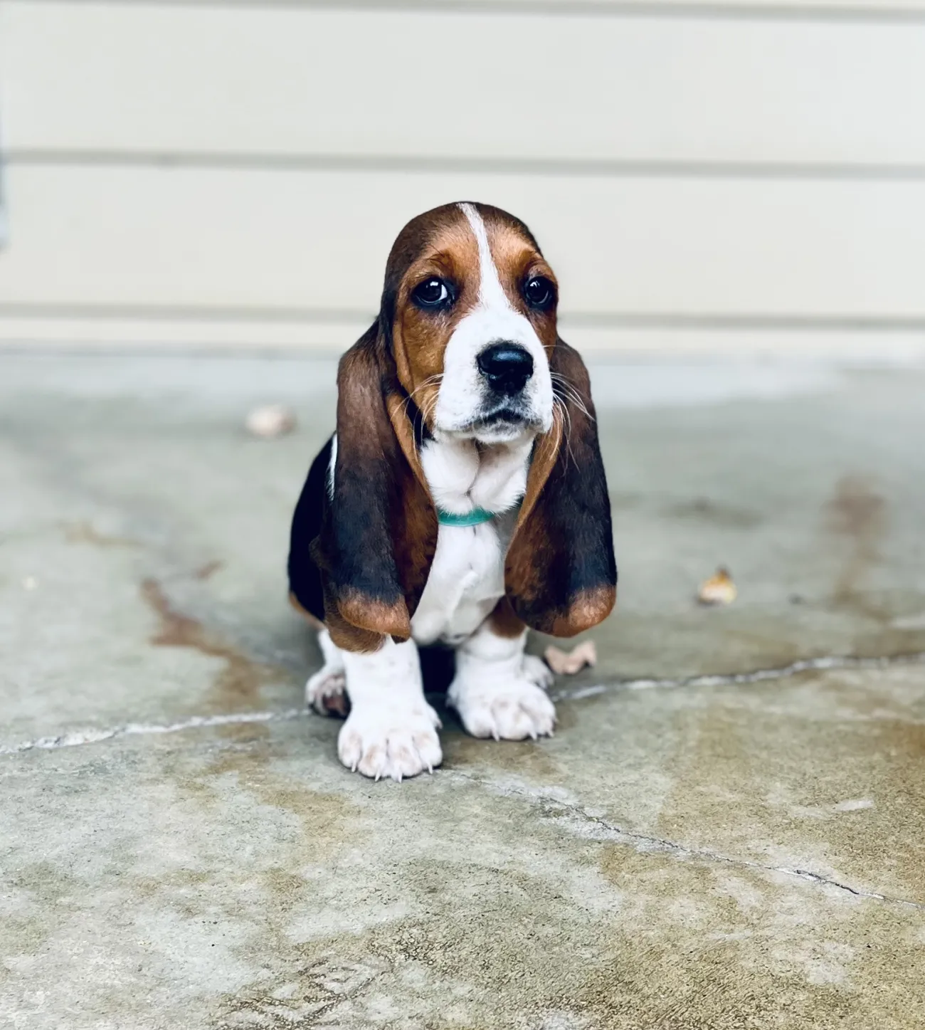 Margeaux Merlot, a nine week old Basset Hound.