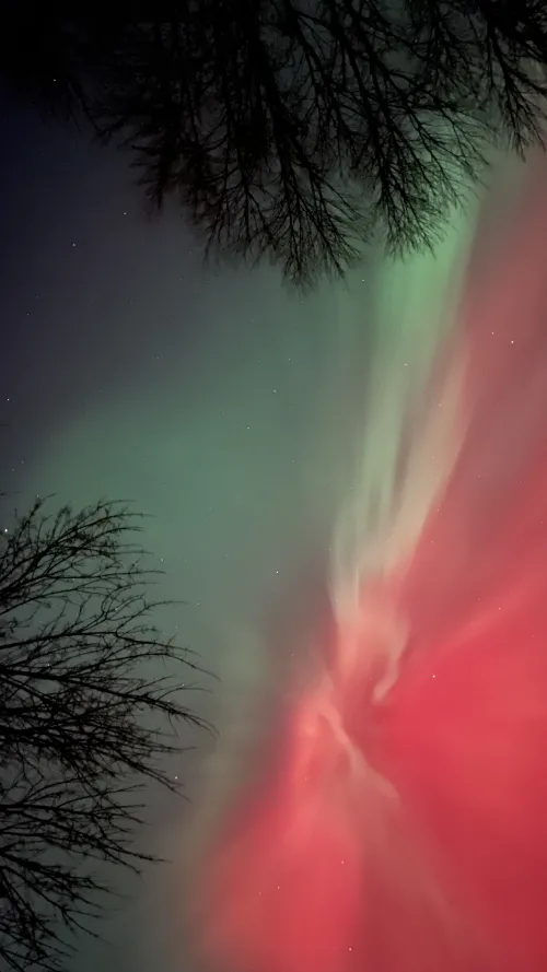 Two trees silhouetted in the foreground while the green and pink aurora borealis swirls in the background.
